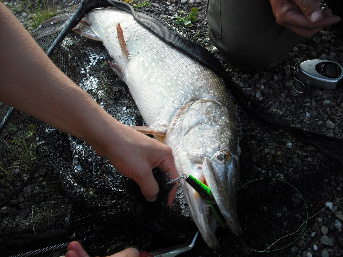 Angler mit Spinnrute am Gewässer
